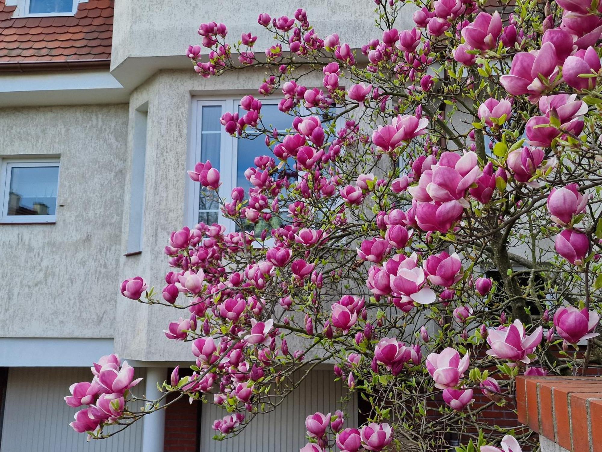 Apartament Magnolia Sopot Exterior foto